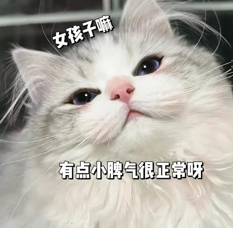 女孩子有点小脾气很正常.你就不能让让我嘛#猫咪表情包#每一帧 - 抖音