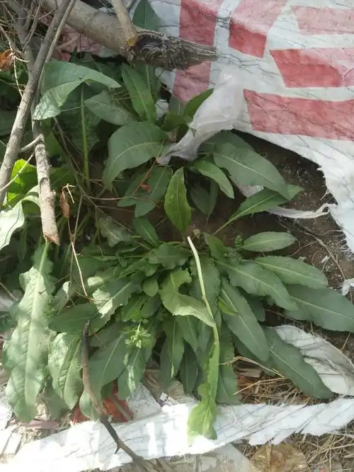 这是什么药材吗,叶子下来还有粘粘的汁液