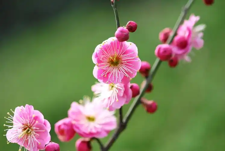 高傲红梅图片鲜花花卉红梅梅花