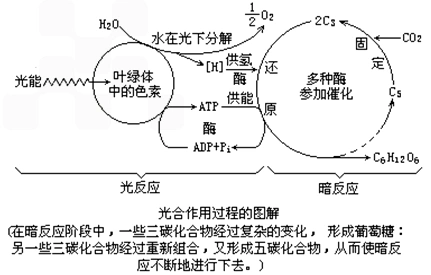 主要考查你对 光合作用的过程 等考点的理解
