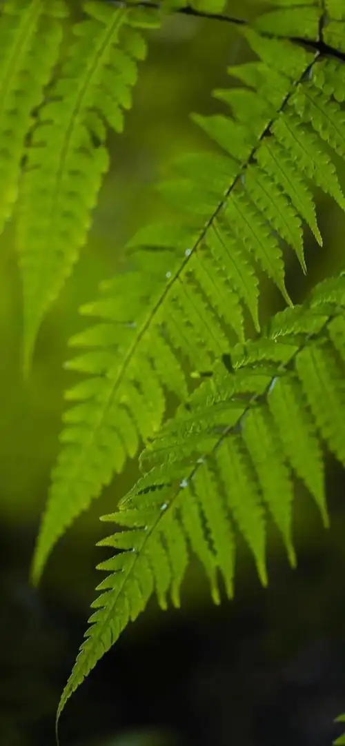 绿色保护眼睛的绿色壁纸(条友们要保护好眼睛)(7)