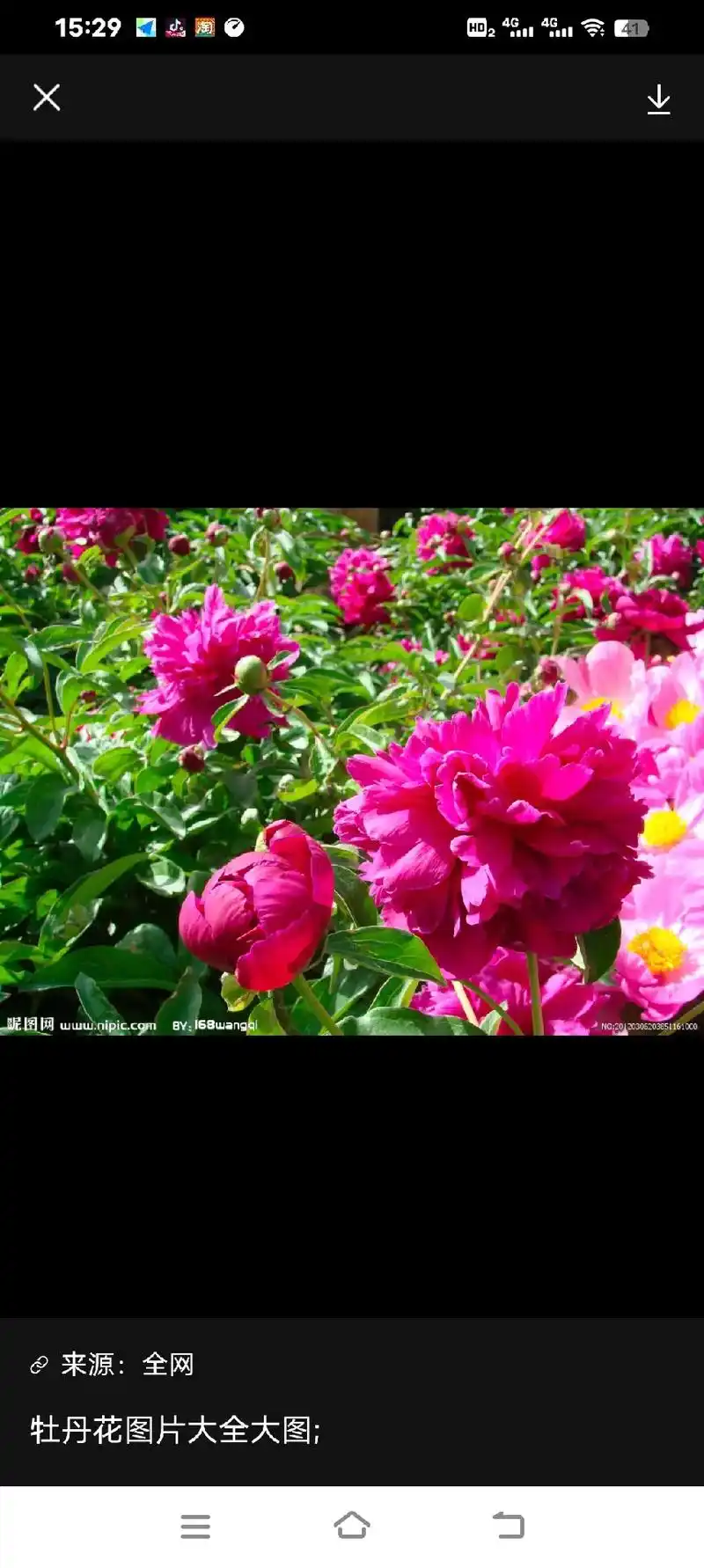 15:29 来源:全网 15:28 牡丹花图片大全 高清牡丹 - 抖音