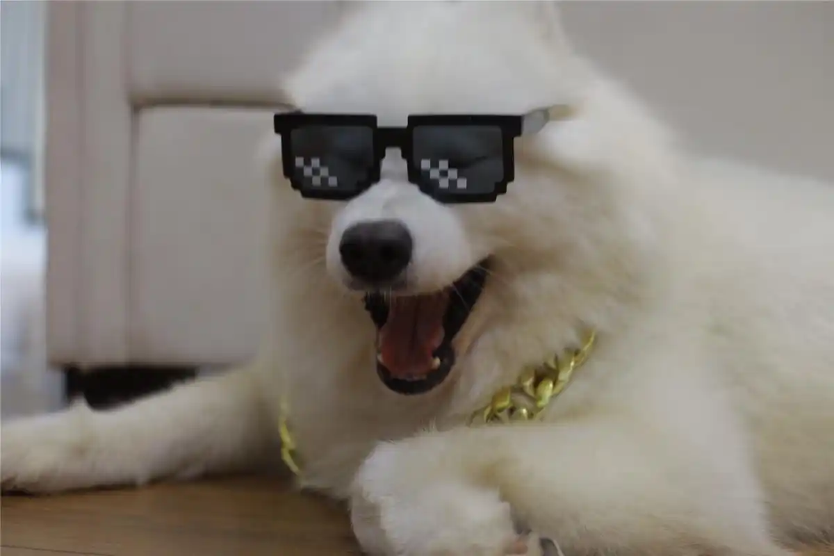 主人给萨摩耶戴墨镜,希望它表演说唱却遭狗狗嫌弃