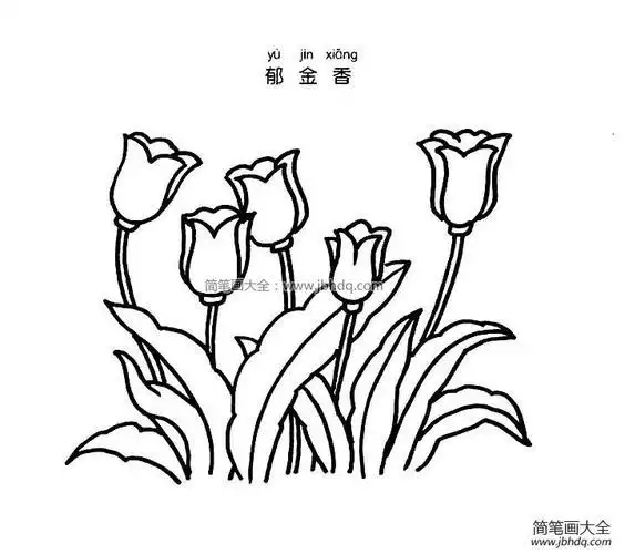 中是简笔画图片大全花朵花朵的简笔画简单又漂亮迎春花怎么画迎春花简