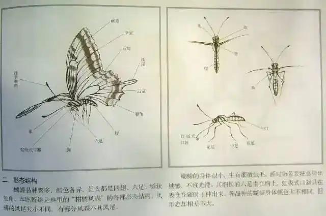 画蝴蝶的工笔画技法
