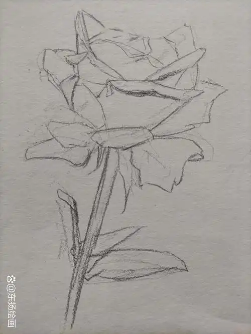 素描花朵绘画技巧:玫瑰的素描画法