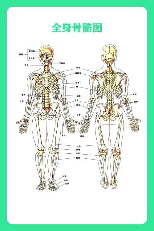 医用人体解剖图|平面|宣传物料|撬天堂之门_原创作品-站酷zcool