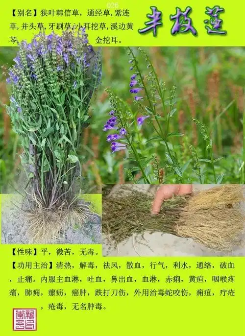 中草药300种图谱上
