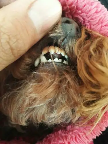 刚买一个月的泰迪 上排牙松弛 发黄 严重口臭 ,能看几岁了吗