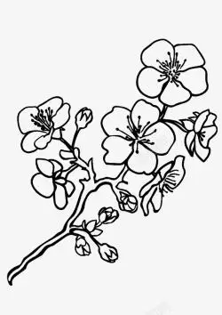 枝头梅花盛开简笔画