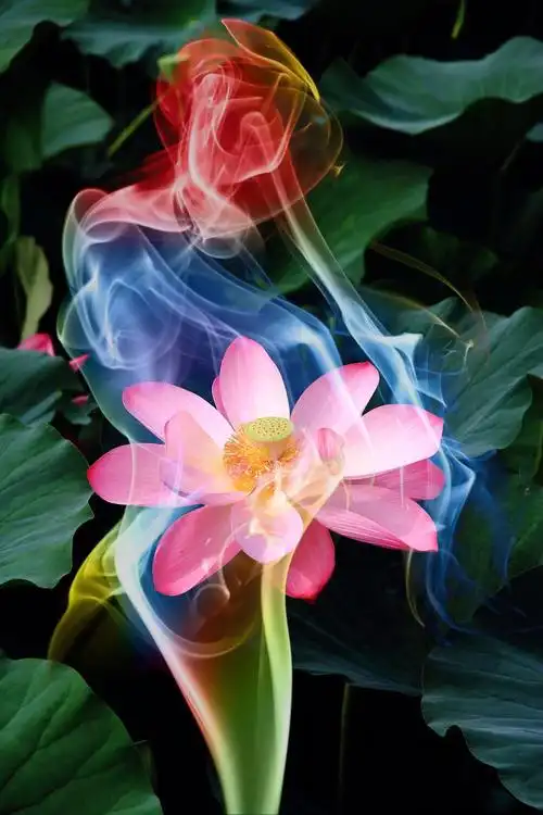 梦幻莲花后期习作