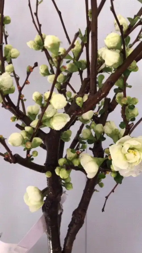 绿宝石海棠,花苞爆满,喜欢吗?-度小视