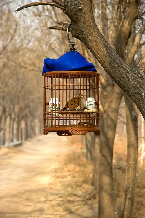 [图片]笼中的鸟和自由的鸟