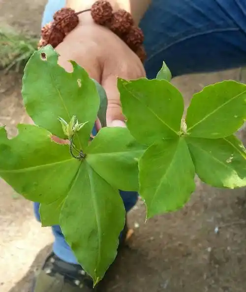 山上的一个植物,有人说可以泡酒,哪位知道叫什么名字?有什么功效?