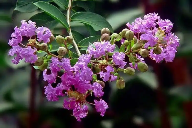 白色,紫色阔矩圆形或者倒卵形叶片为椭圆形树皮比较平滑紫薇花期一般