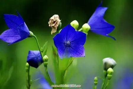 什么花是深蓝色