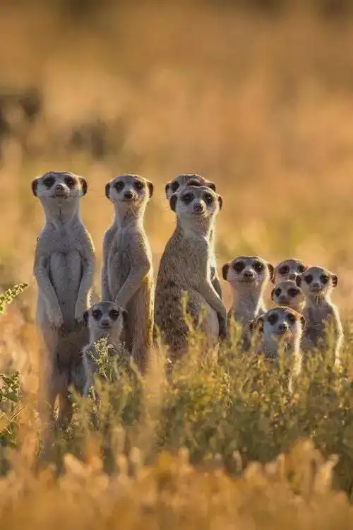 最幽默的大合照拍摄者太牛了