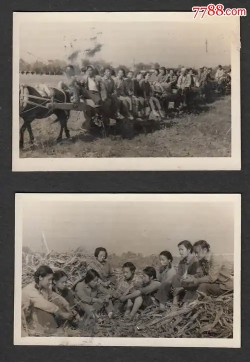 知识青年在农村(2张)-au12761083-老照片-加价-7788收藏__中国收藏