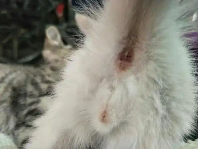 怎么分辨公猫和母猫