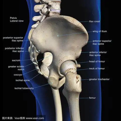 男性髋骨标签侧视图黑色