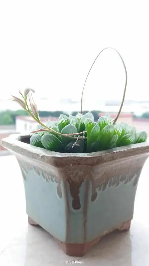 我的玉露开花了.