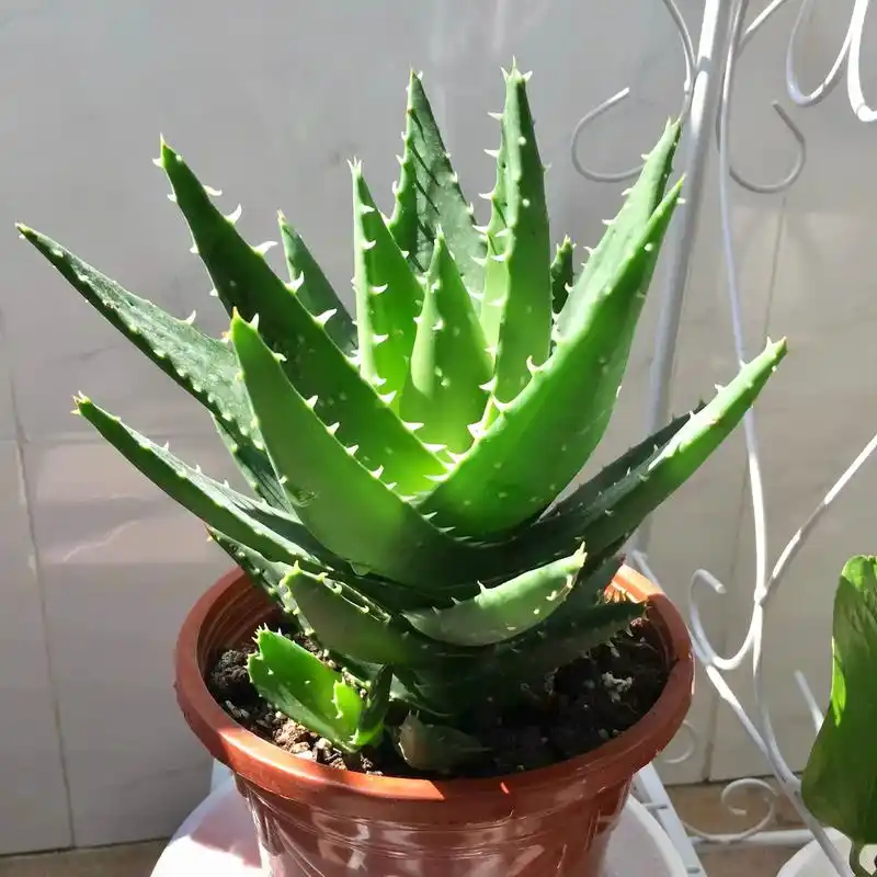 种了两年的芦荟