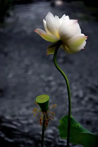 (转载)极乐世界莲花池…【极品美图】