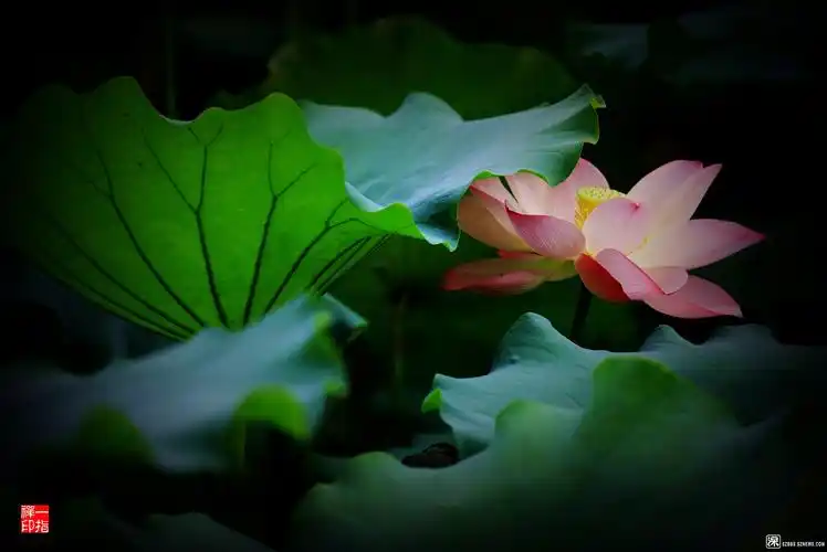 一念心清净莲花处处开