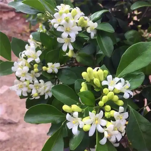 七里香怎么浇水七里香叶子晒伤能否剪掉枝条