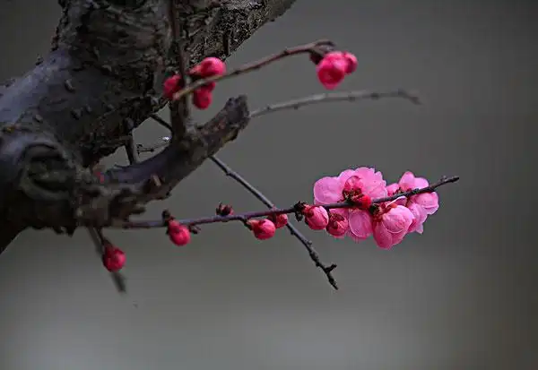 梅花特写图片_图片大全