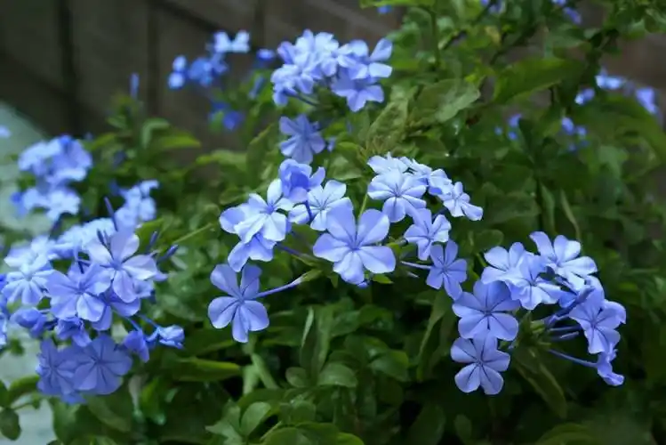 蓝色的花有哪些冰蓝色的花