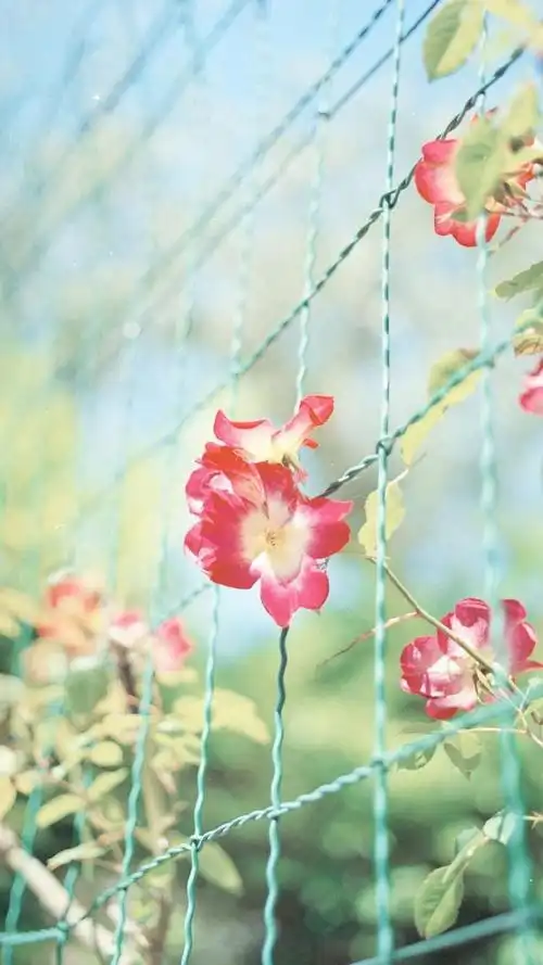 小清新唯美自然风光,高清图片,手机锁屏桌面-壁纸族