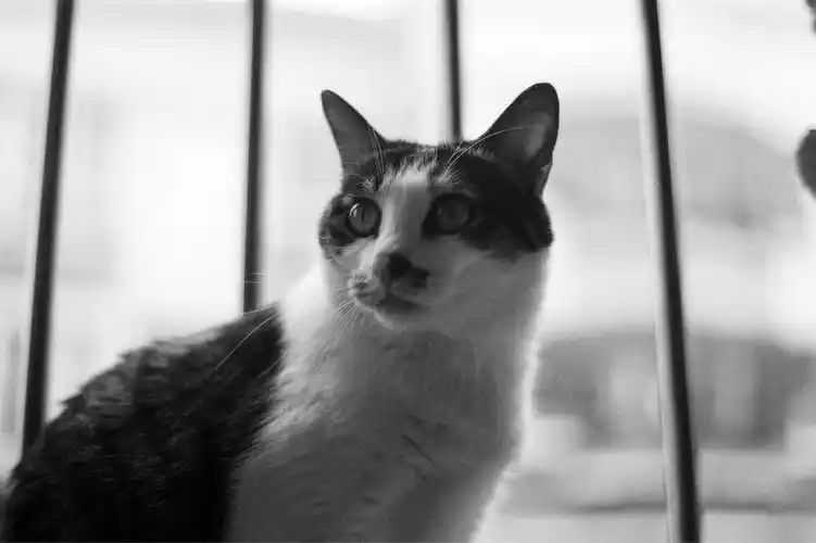 黑白胶片的高冷主子