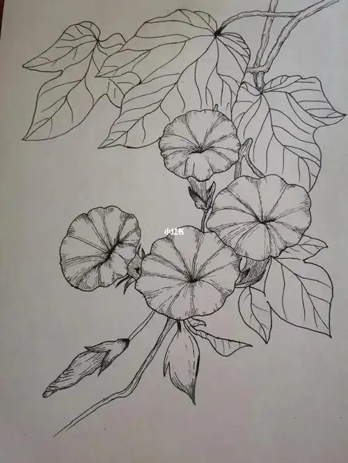 兴趣是最好的老师,新手小白学画