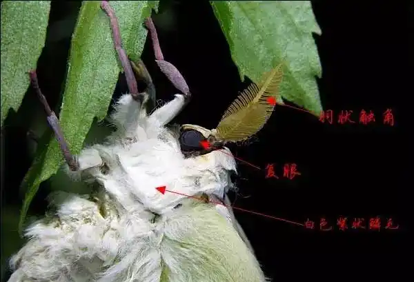 又名月神蛾,燕尾蛾,长尾水青蛾,绿尾大蚕蛾