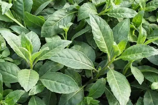 吃金鸡毛草的禁忌 - 吾尊时尚