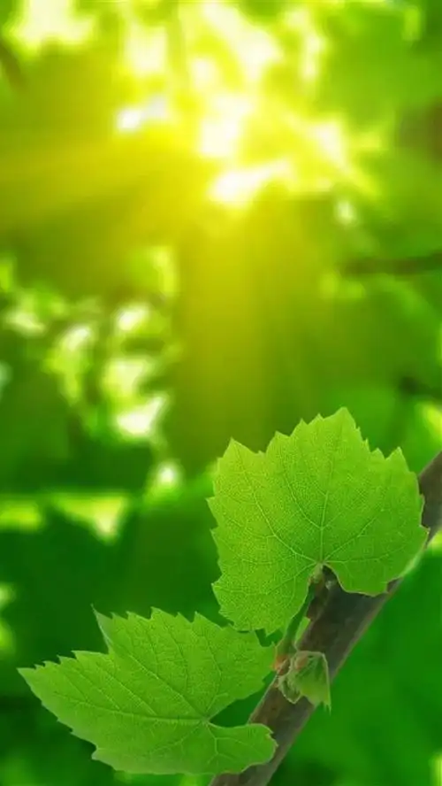 治愈系壁纸:让烦躁的心静下来