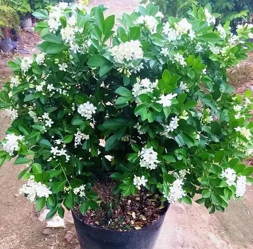 九里香也就是人们口中的七里香,花开时期,浓郁的花香四处飘,方圆几里