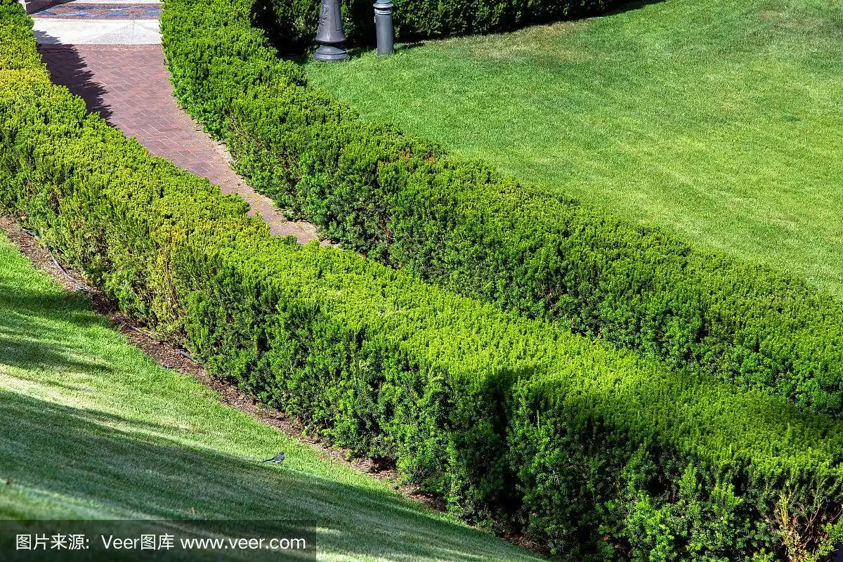 景观与黄杨灌木树篱和步行通过迷宫的路径.