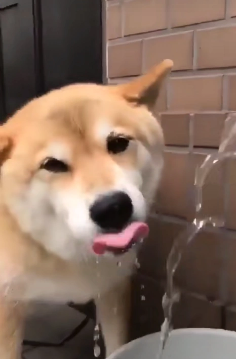 正喝水的柴犬看见宠主后开心的笑了起来幸福的样子让人羡慕