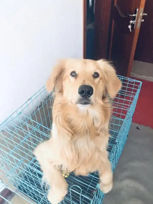 金毛串串 一岁零8个月