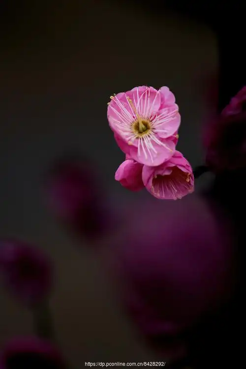 【朱砂梅摄影图片】生态摄影_飞客的摄影部落欢迎您