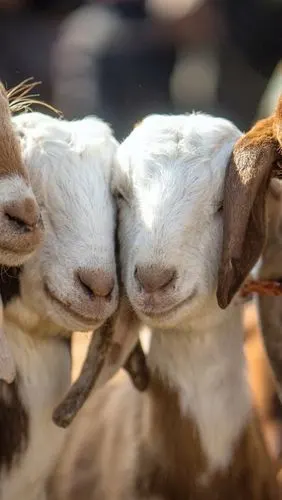 iphone 壁纸 四只山羊