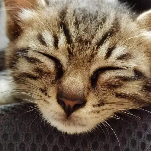 邻居家的小土猫太可爱了