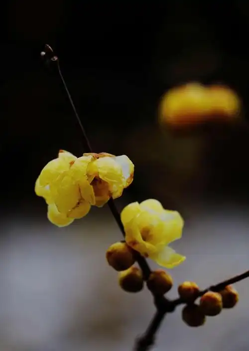 梅花香自苦寒来