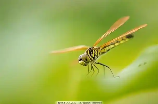 回顾:在田野和湖泊附近出现,以各种小昆虫为食蜻蜓有什么特别?
