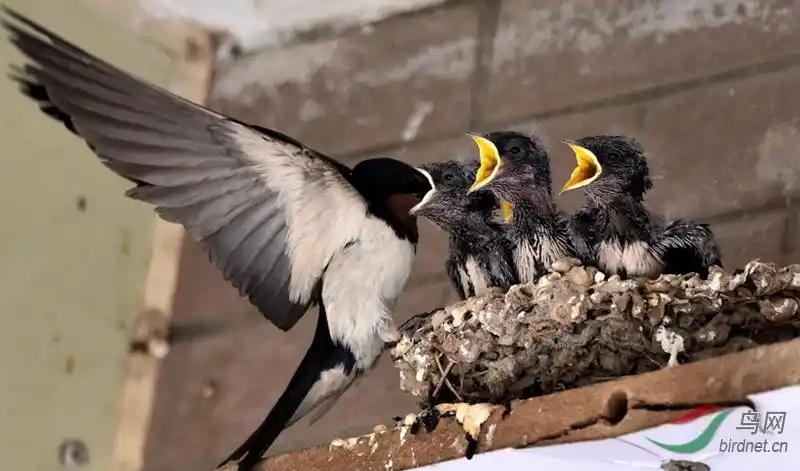 燕子喂食