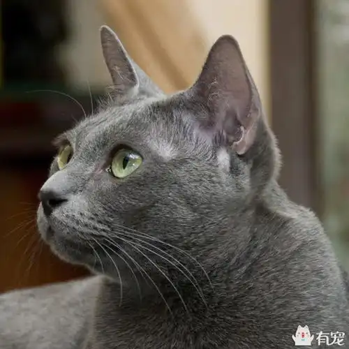 泰国人结婚必送猫,克拉特猫为什么能给人带来好运?