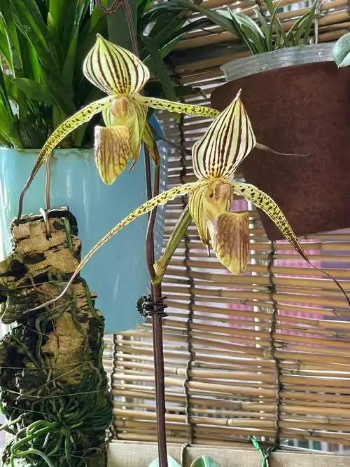 兜兰复花菲律宾国王不记得啦