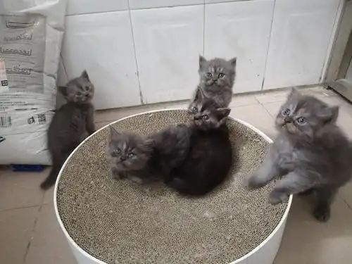 英短串波斯猫小偿领养